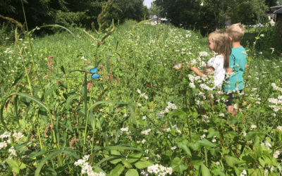 Bienenweide: Bienen und Schmetterlinge weiden