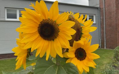 Erntezeit in Moordorf für unsere Sonnenblumen